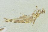 Pair of Fossil Fish (Knightia) - Green River Formation - Wyoming #138683-2